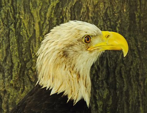 eagles in charleston sc